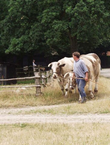 hjerlhede35.jpg